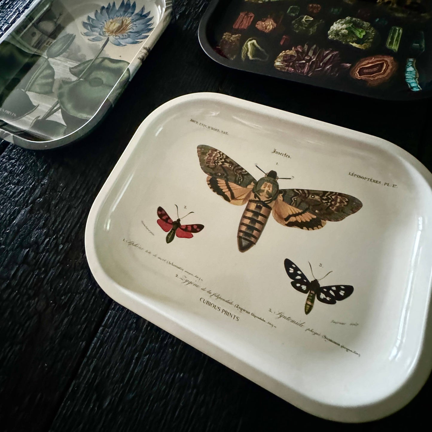 Small Metal Sphinx Moth Catchall Tray / Vintage Print