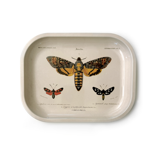 Small Metal Sphinx Moth Catchall Tray / Vintage Print